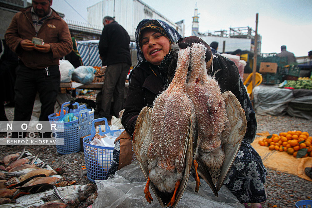 آماده سازی و فروش پرندگان مهاجر و عرضه آن در بازارهای سنتی استان مازندران