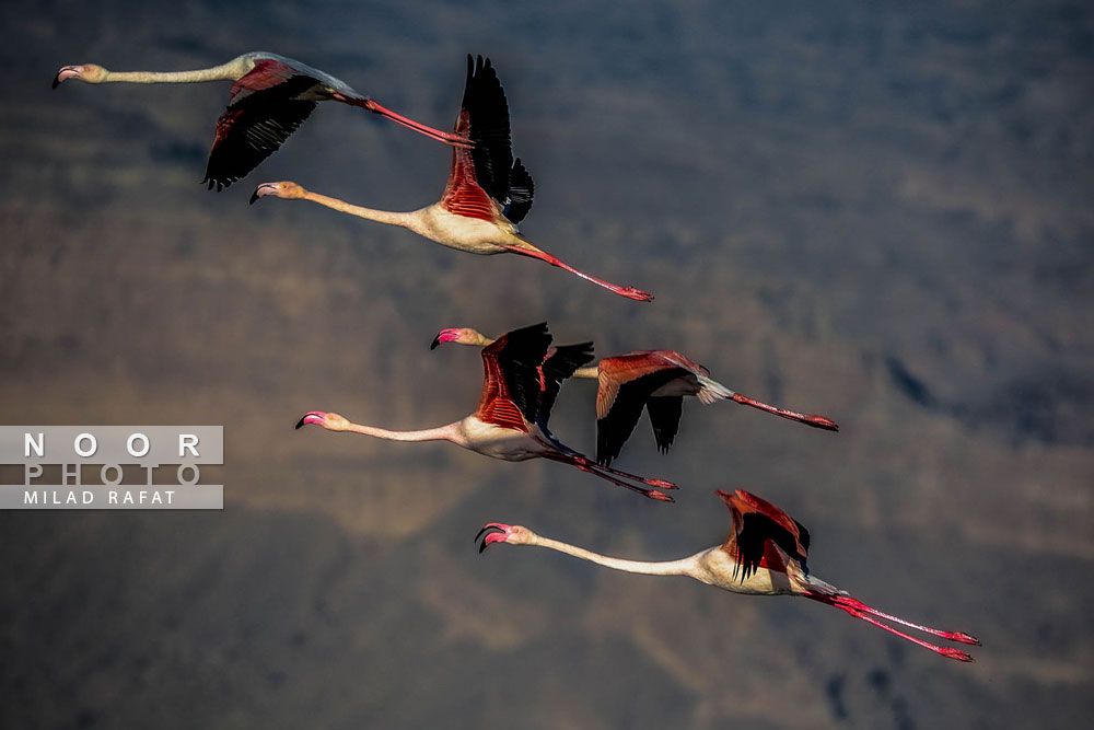 پروزا گروهی درناها در آسمان پارک ملی دریایی نایبند عسلویه