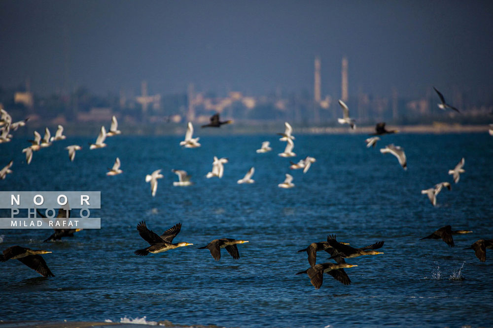 پروزا گروهی پرندگان در آسمان پارک ملی دریایی نایبند عسلویه