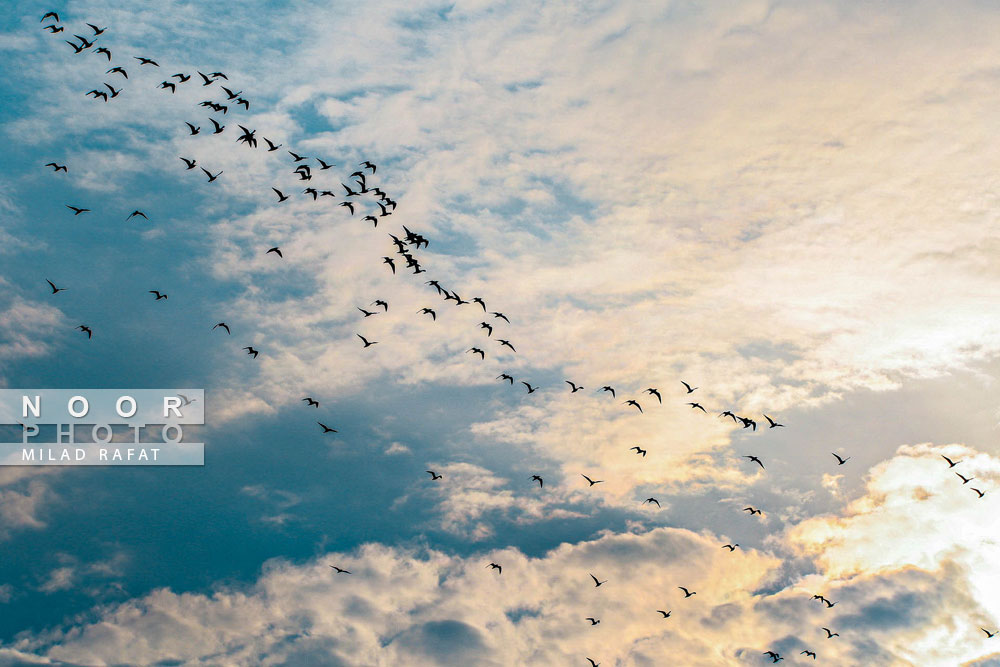 پروزا گروهی پرندگان در آسمان پارک ملی دریایی نایبند عسلویه