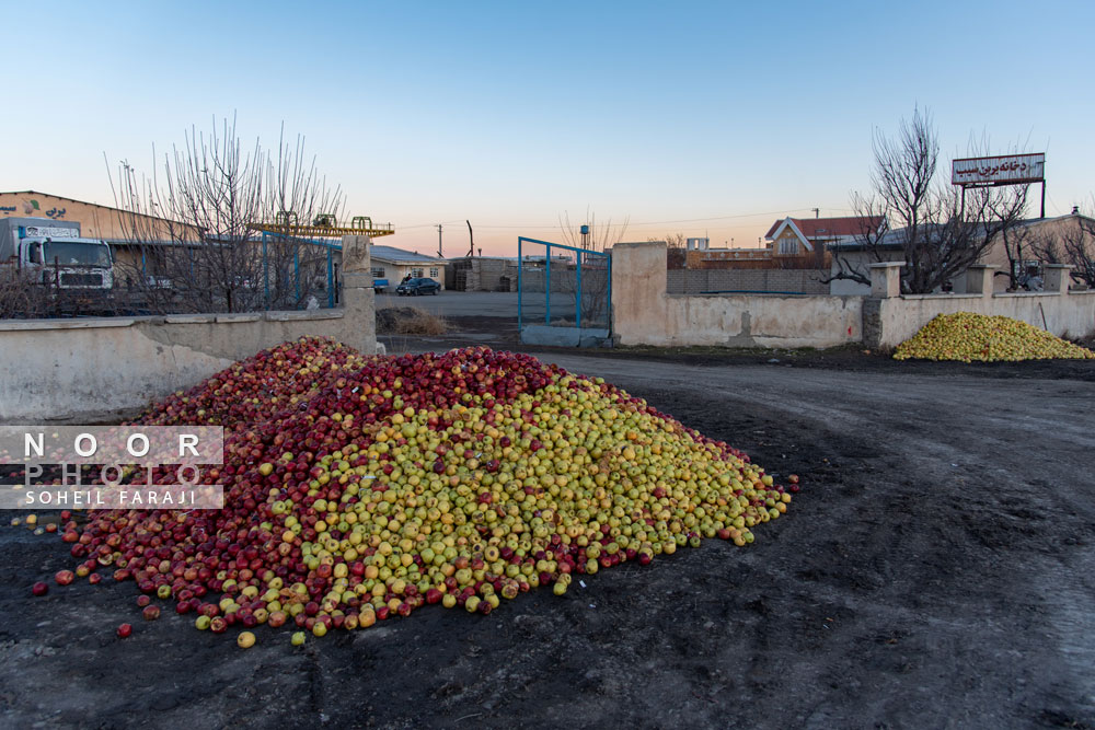 رهاسازی سیب های فاسد شده از سردخانه های آذربایجان غربی برای فروش ارزان به کارخانجات صنایع تبدیلی و یا خوراک دام