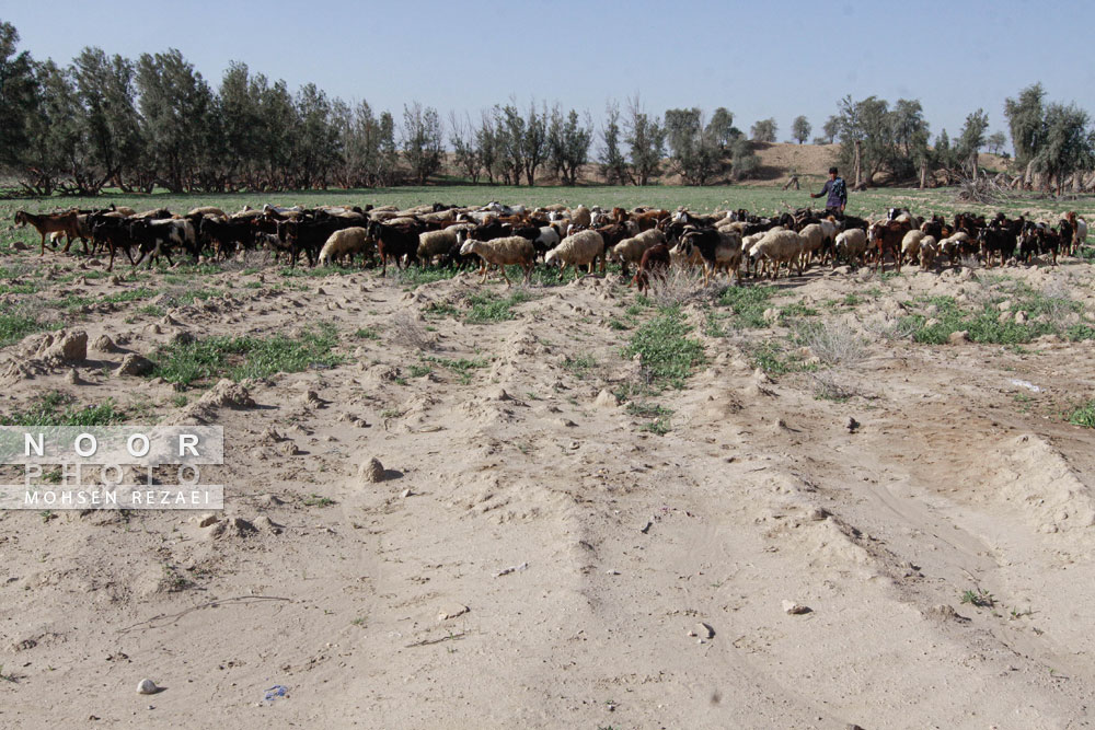 چرای دام در مناطق خشک و بقایای پوشش گیاهی در جنوب کرمان