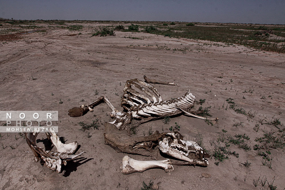 بیماری و مرگ و میر دام های سنگین در بیابان های جازموریان بر اثر کم آبی و خشکسالی مستمر