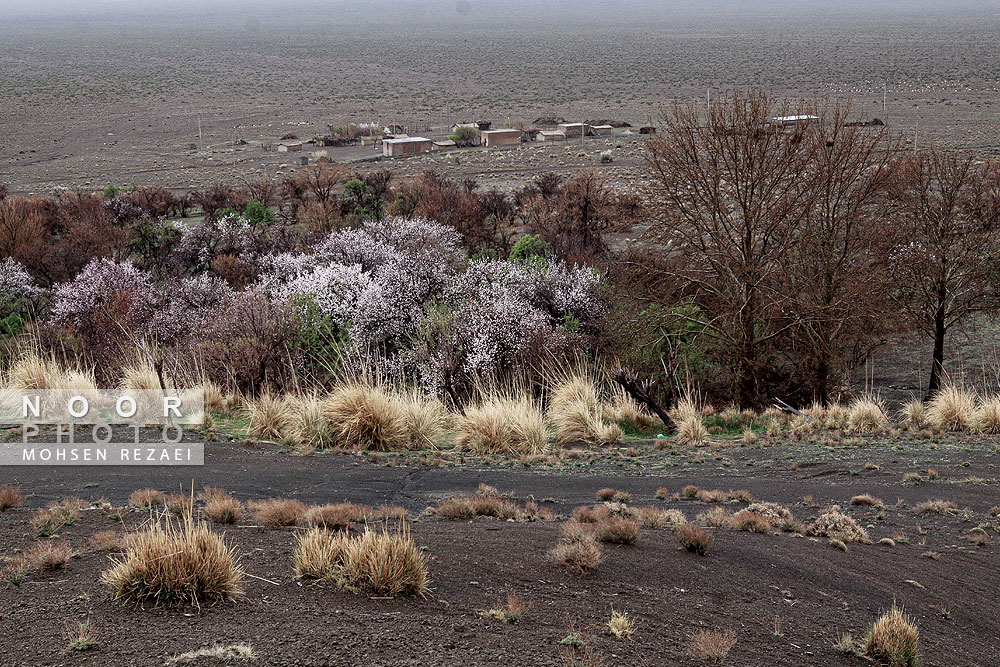 پوشش گیاهی در حال خشک شدن در جنوب کرمان