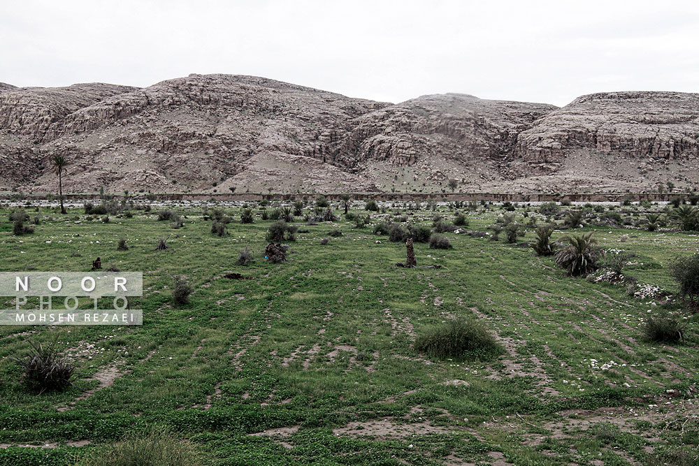 باغات خشک شده در جنوب کرمان که بعد از خشک شدن درختان را قطع کرده اند.