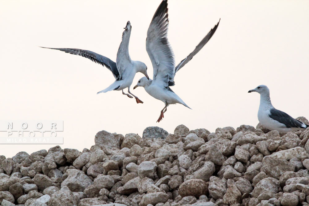 پرندگان دریایی جزیره شیف استان بوشهر