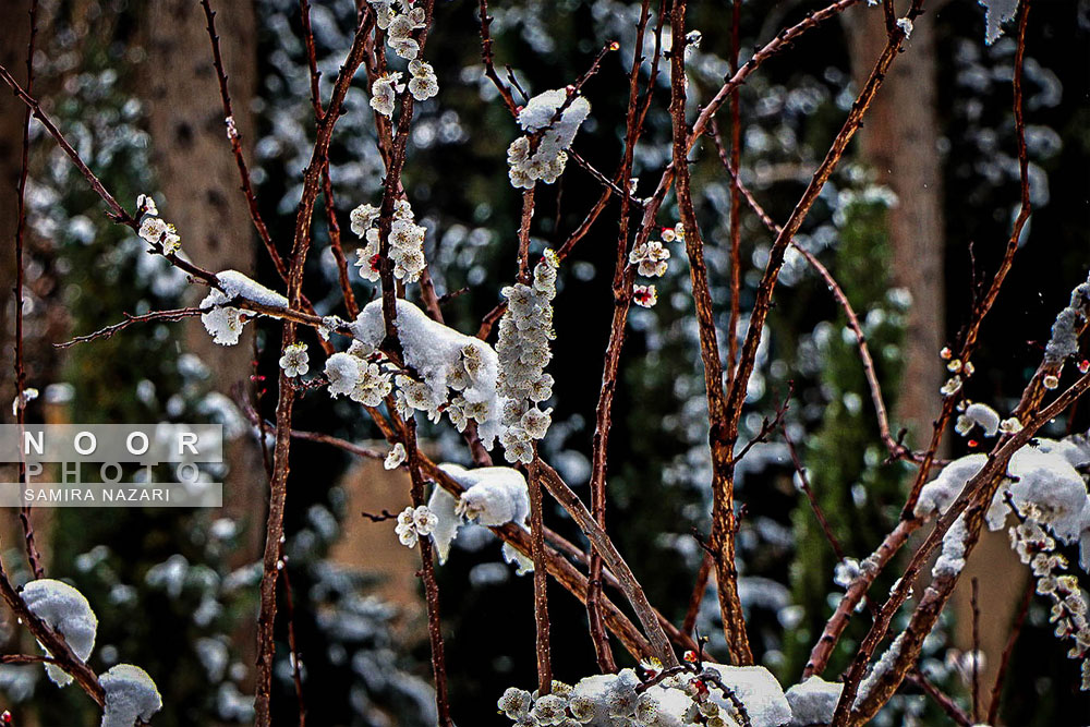 اولین برف زمستان 99 در باغ فین کاشان