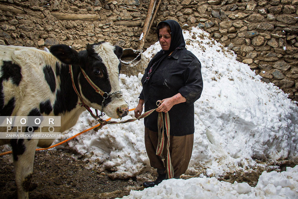 یکه تازی برف در مریوان کردستان