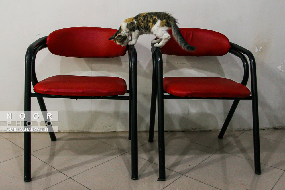 حضور گربه در مطب دامپزشک جهت ویزیت