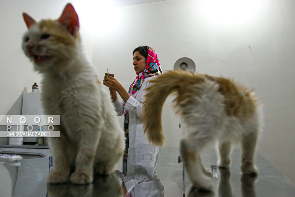 آماده سازی واکسن توسط دامپزشک برای تزریق به گربه در مطب