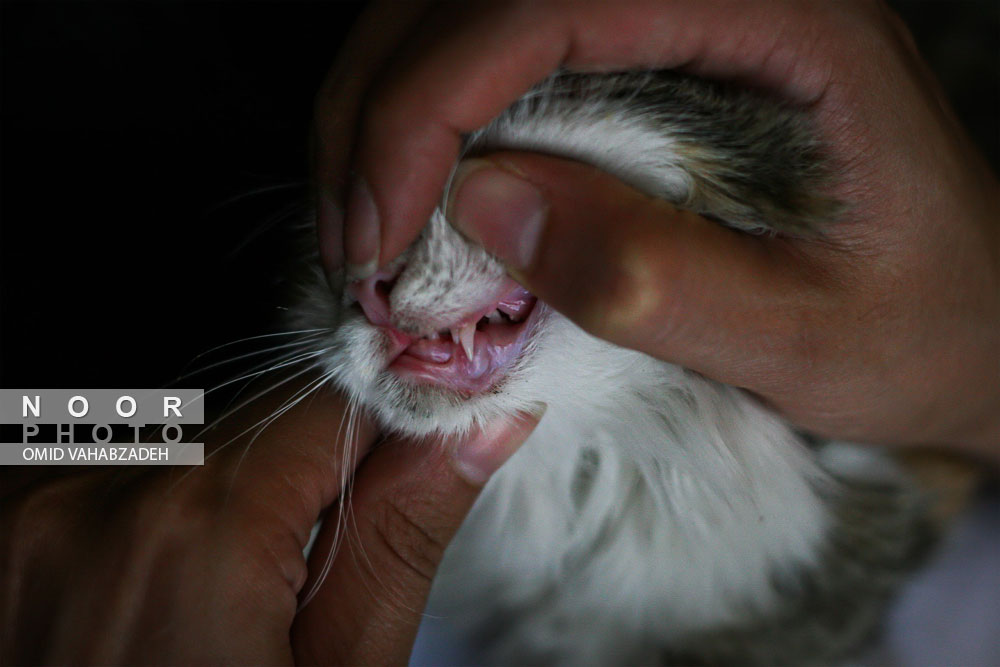 معاینه و ویزیت دندان های گربه توسط دامپزشک در مطب