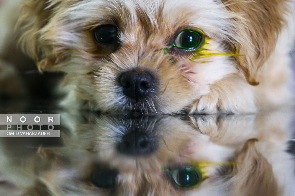 تزریق دارو و پماد به چشم سگ خانگی جهت رفع بیماری در مطب دامپزشک