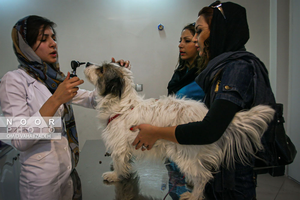 معاینه و ویزیت سگ خانگی توسط دامپزشک در مطب