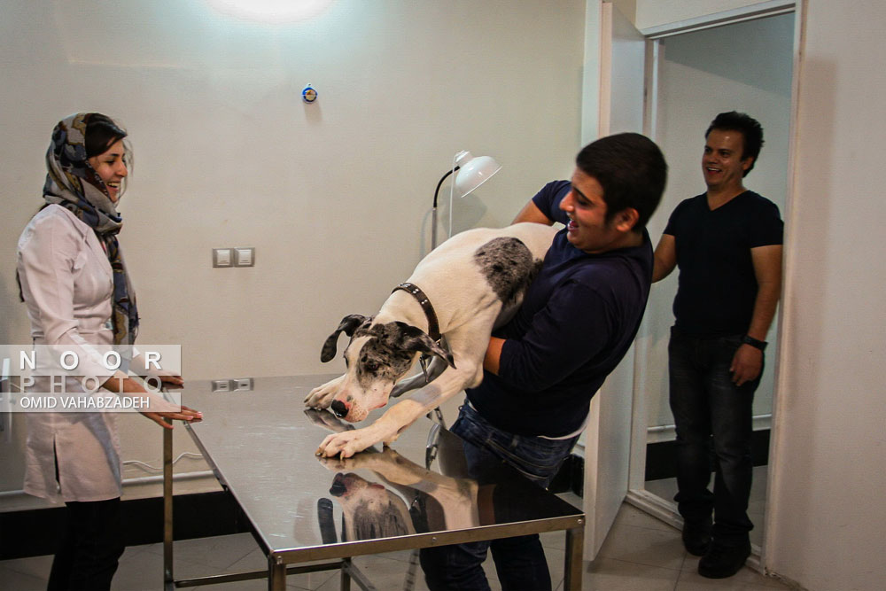 آماده سازی برای ویزیت سگ در کلینیک دامپزشکی