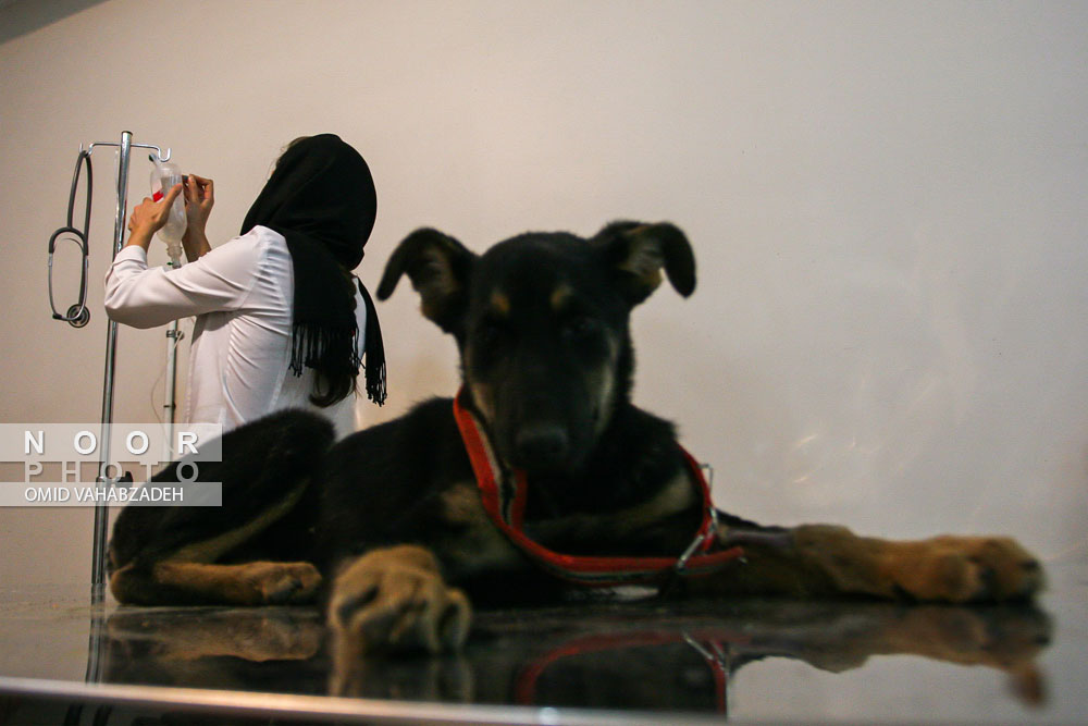 سگ در کلینیک دامپزشکی تهران