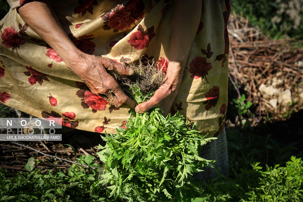 زنان کشاورز در مزارع کشاورزی استان گلستان