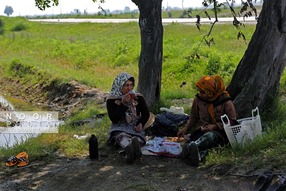 زنان کشاورز در مزارع کشاورزی استان گلستان