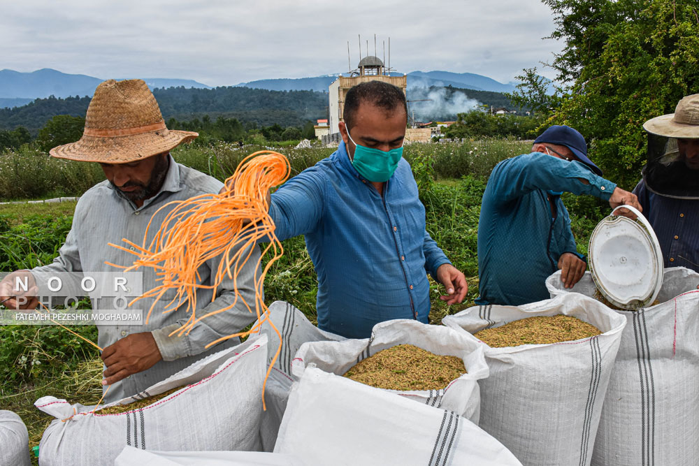 آماده سازی برنج برداشت شده در مزارع کشاورزی خبطه شمال کشاورزی