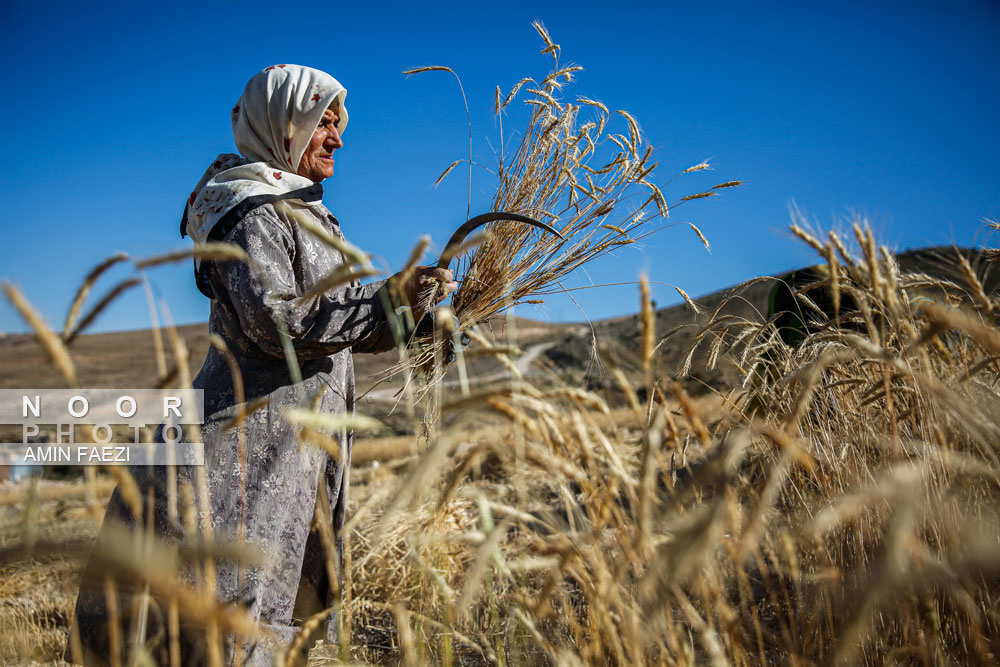 کشاورزی فرسوده در منطقه محروم کیاسر مازندران