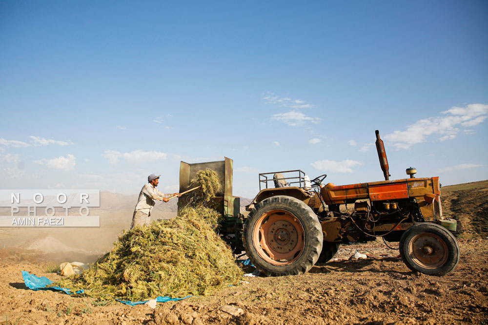 کشاورزی فرسوده در منطقه محروم کیاسر مازندران