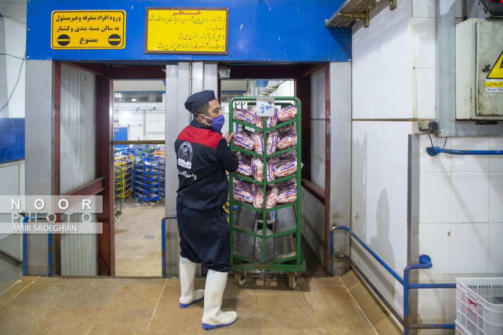 کشتارگاه مرغ در شیراز