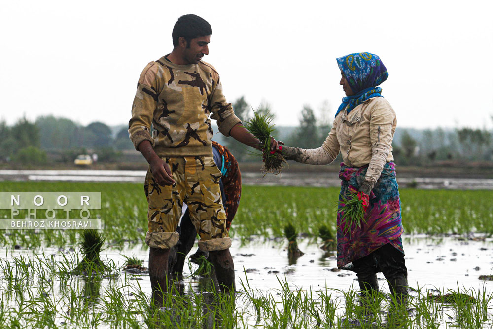 شالیکاران مزارع برنج مازندران