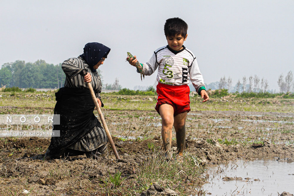 شالیکاران مزارع برنج مازندران