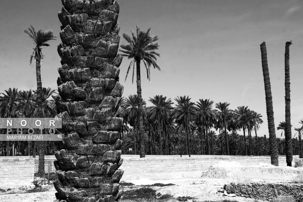 خشکسالی در نخلستانهای جهرم استان فارس