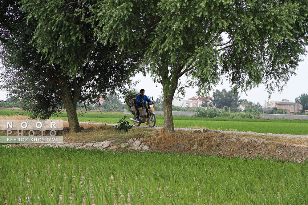 کم آبی در مزارع شالی برنج استان مازندران