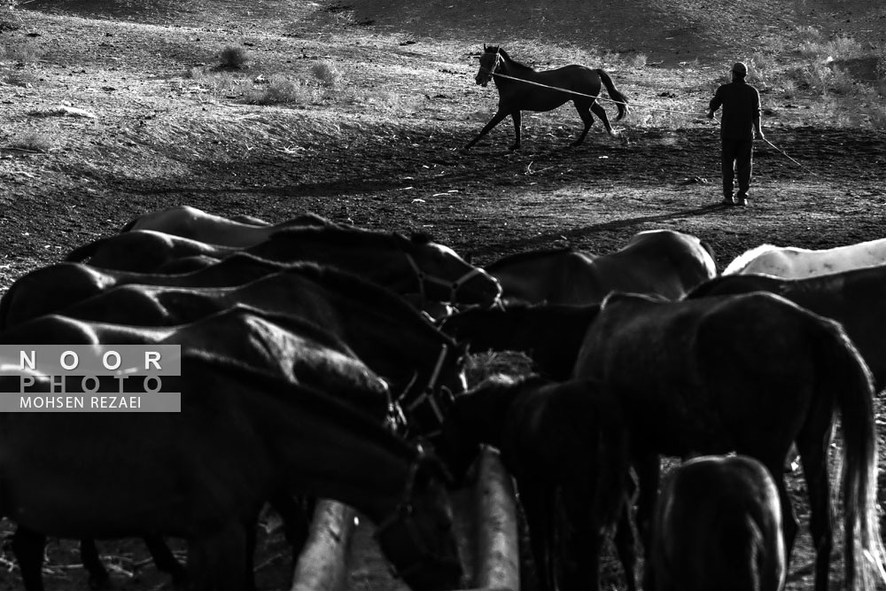 پرورش اسب ترکمن در منطقه راز و جرگلان استان خراسان شمالی