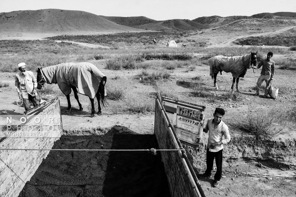 پرورش اسب ترکمن در منطقه راز و جرگلان استان خراسان شمالی