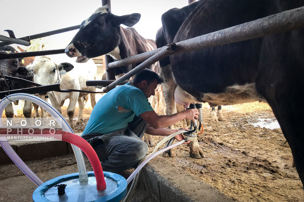 پرورش گاو شیری در جهرم استان فارس