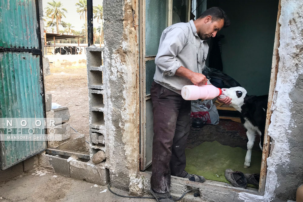 پرورش گاو شیری در جهرم استان فارس
