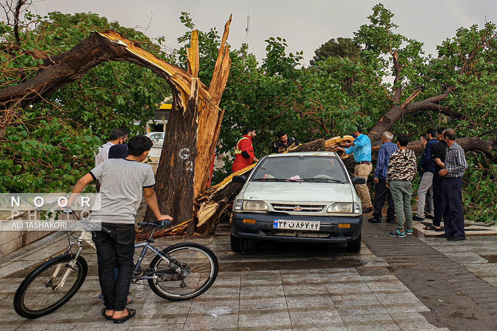 قطع درخت بر اثر رعد و برق در شهر قزوین