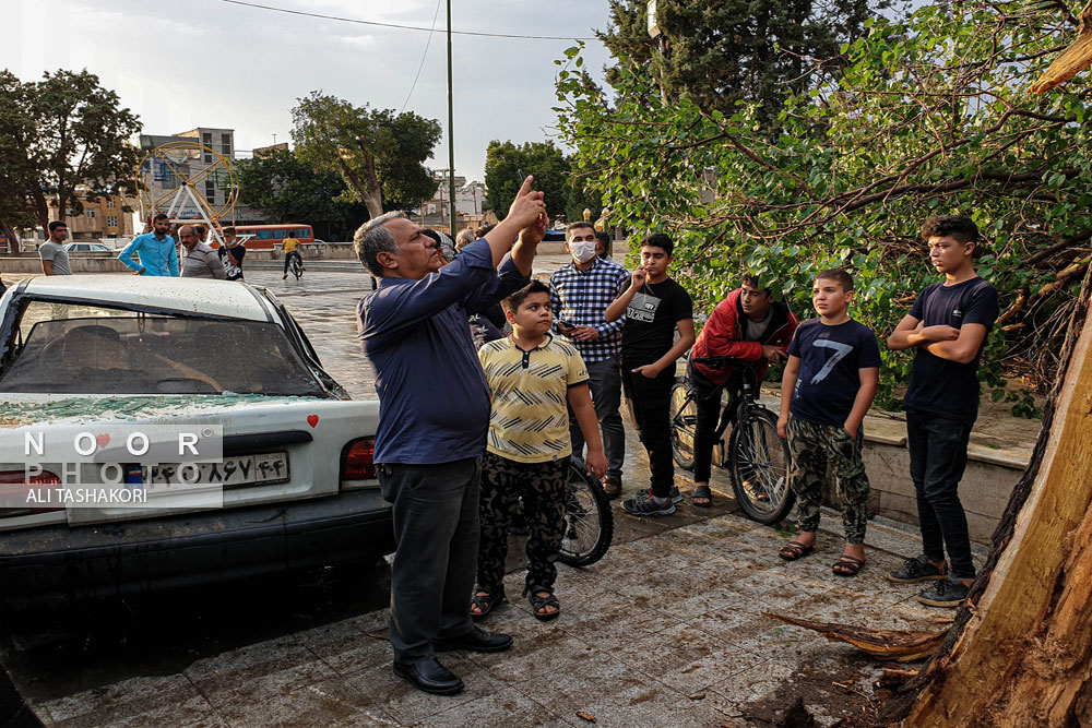 قطع درخت بر اثر رعد و برق در شهر قزوین