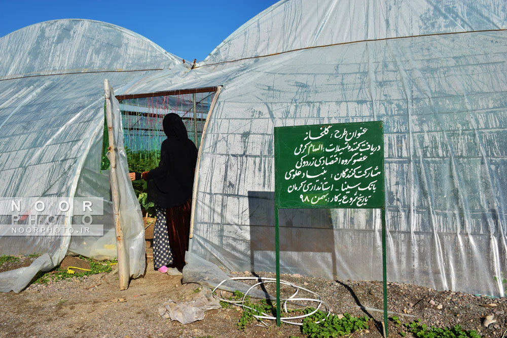 برداشت خیار گلخانه ای در شهرستان قلعه گنج