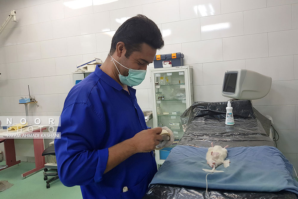 عمل جراحی سلول های عضله ی قلب بر روی داربست در نمونه حیوانی