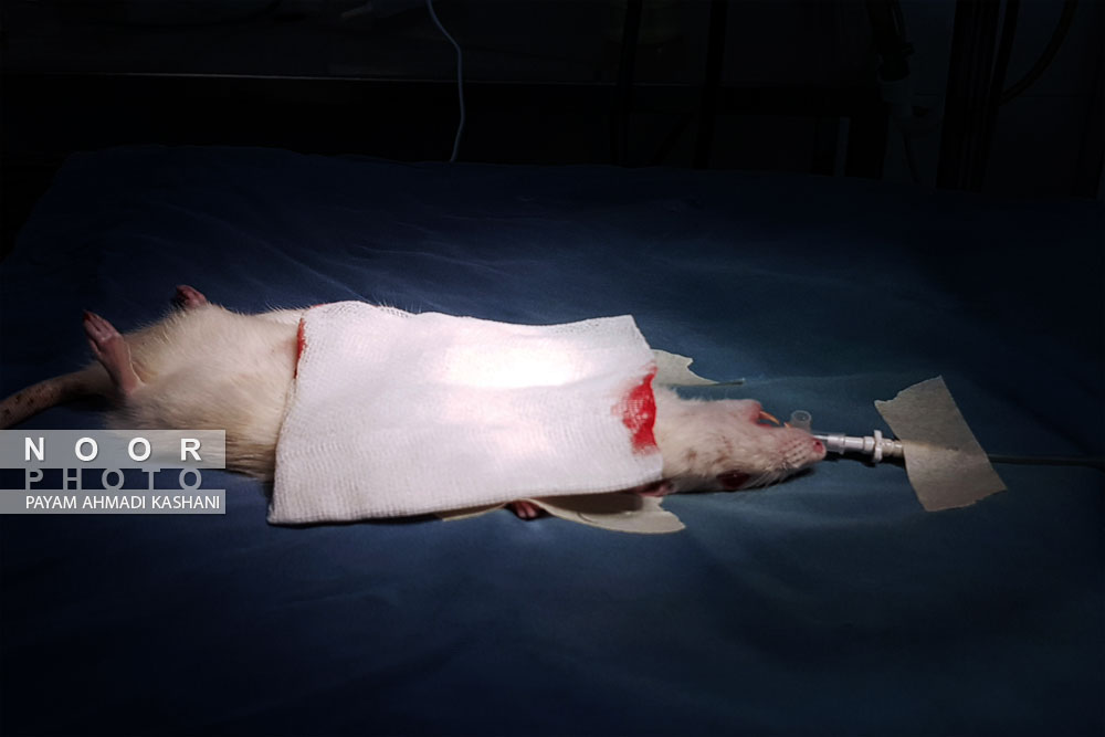 عمل جراحی سلول های عضله ی قلب بر روی داربست در نمونه حیوانی