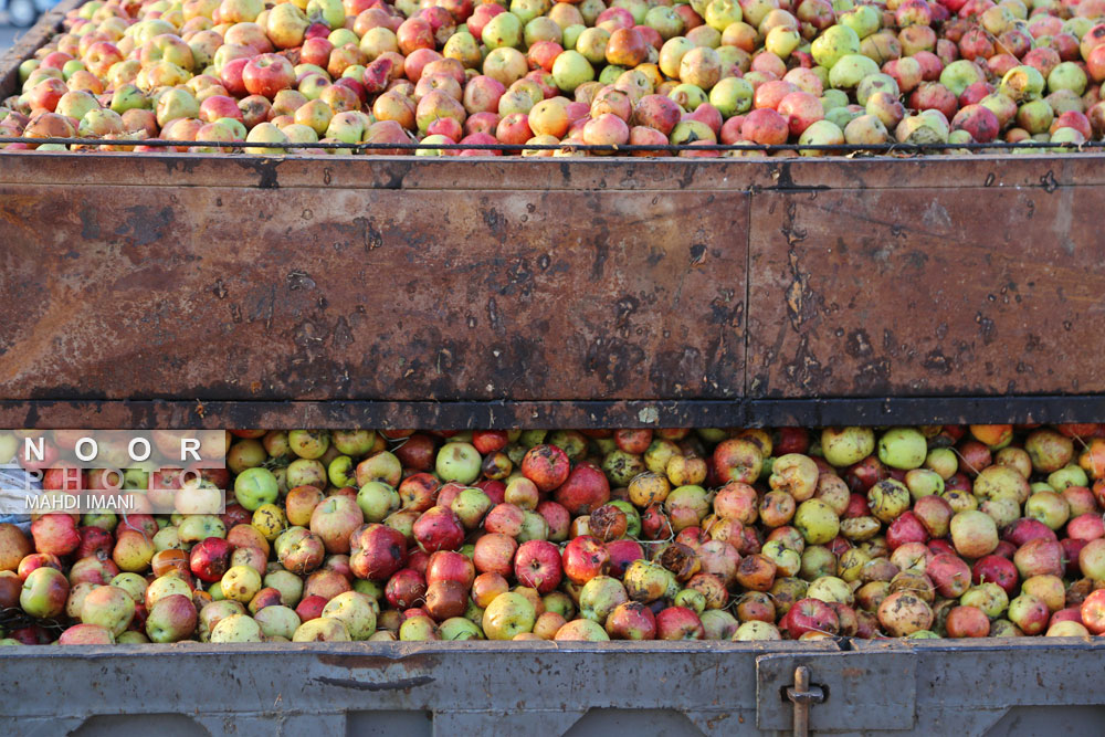 ضایعات سیب در کنار جاده  شهرستان اهر