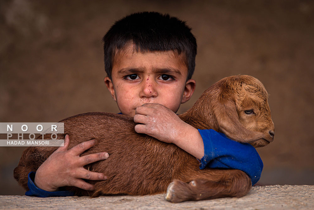 یکی از موضوعاتی که کودکان ذلقی غربی الیگودرز لرستان ،همواره با آنها بازی و تفریح میکنند بره و دام خانگی است.  