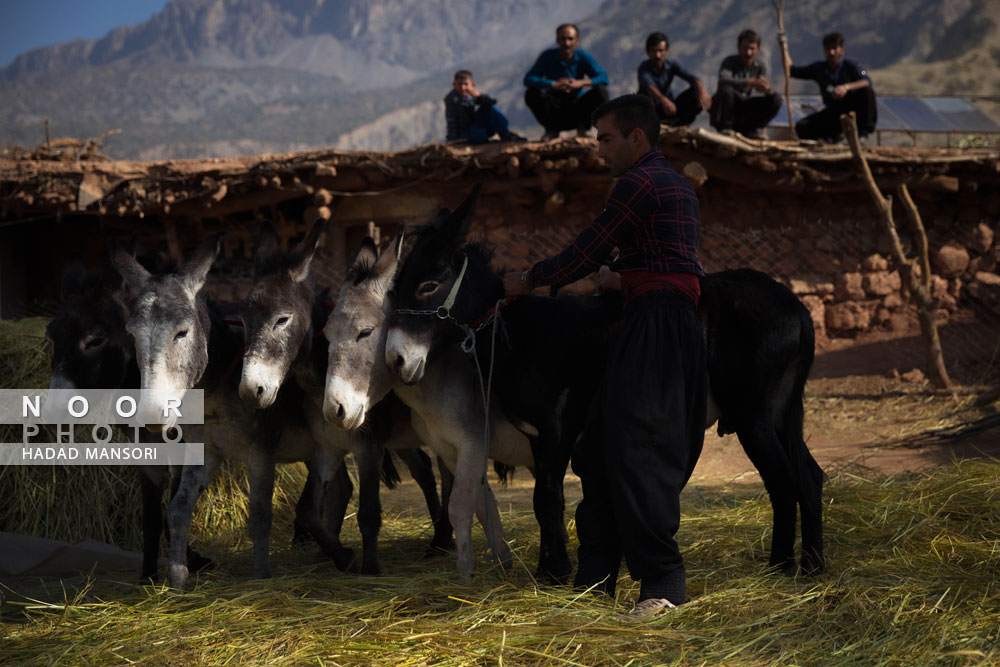 قسمتی از خرمن کوبی گندم با چهارپایان کار روزانه مردان هست که در کنار زنان و دختران سخت کوش منطقه ذلقی غربی الیگودرز لرستان انجام می شود.