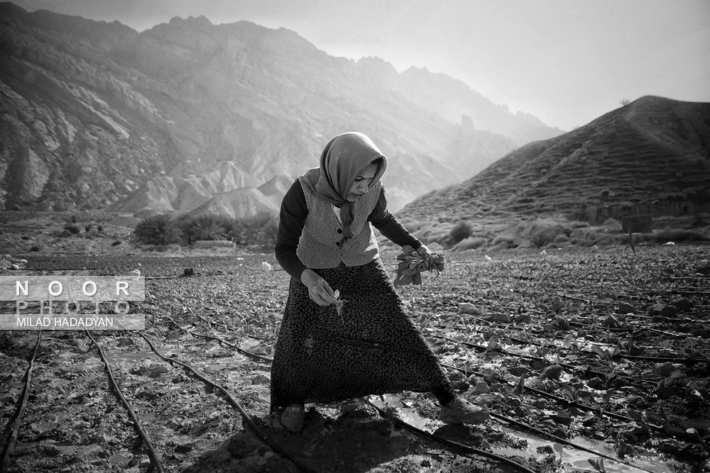 زندگی نوجوان بازمانده از تحصیل در منطقه محروم دشتستان بوشهر