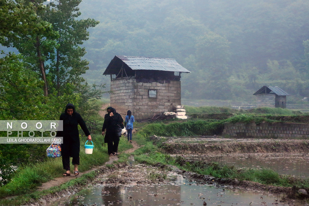 زنان کشاورز در مزارع کشاورزی استان گلستان