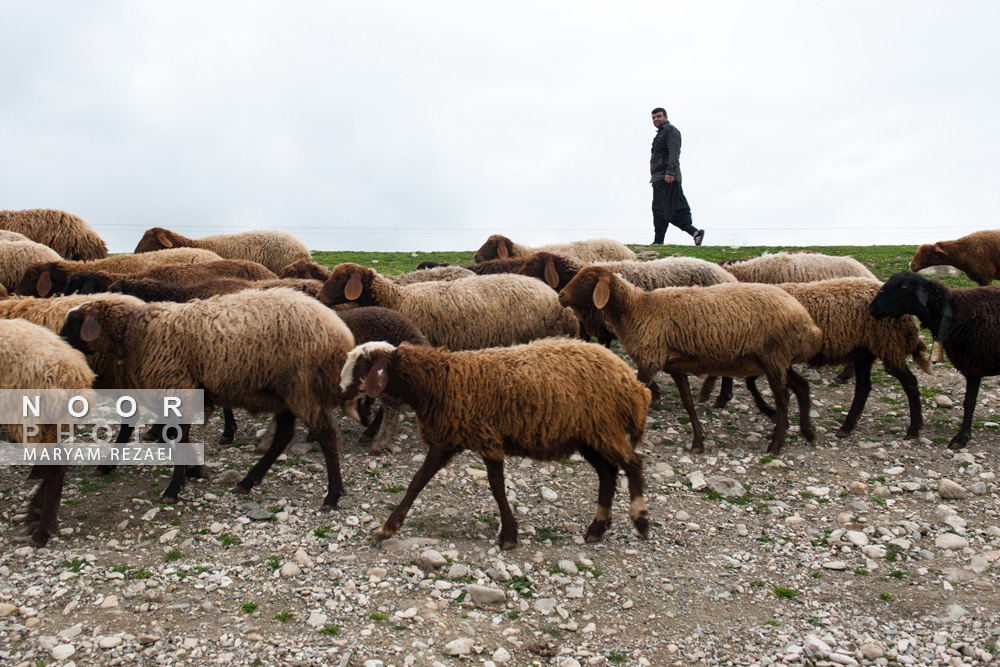 چوپان ودام در چرای روزانه در روستای کفشگیری گرگان