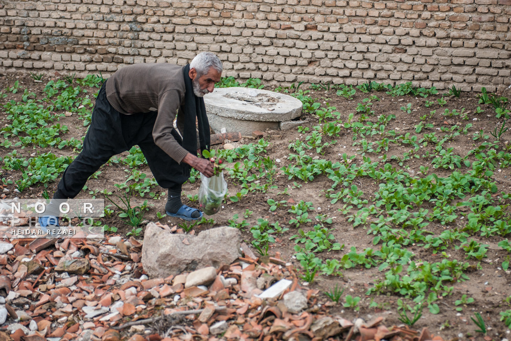 باغچه سبزی در حیاط منزل از اهالی روستای کفشگیری گرگان