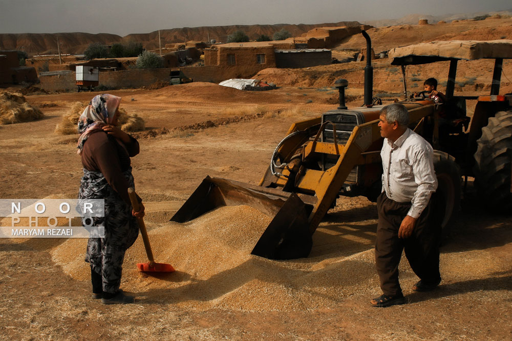 مزارع گندم شهرستان خدابنده زنجان