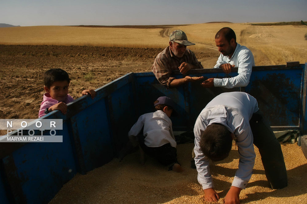 مزارع گندم شهرستان خدابنده زنجان