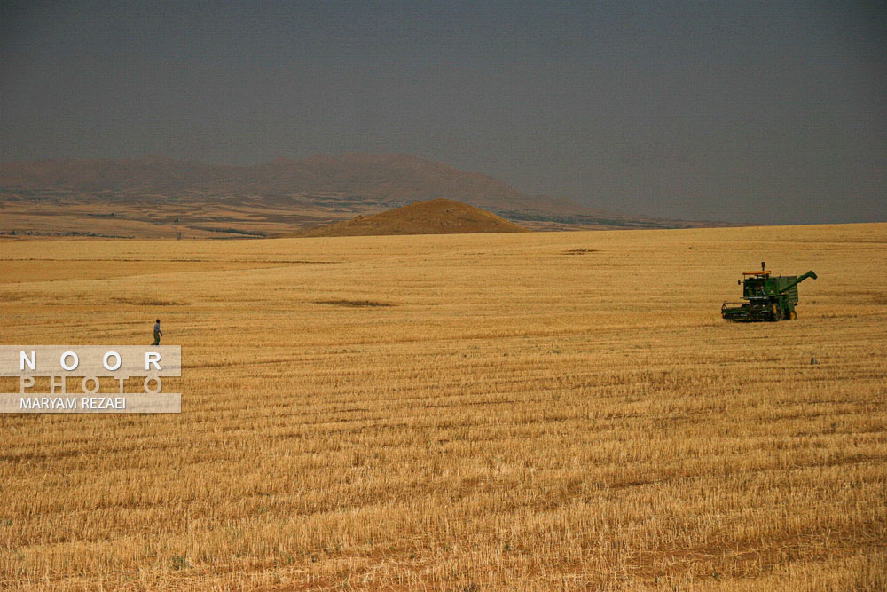 مزارع گندم شهرستان خدابنده زنجان