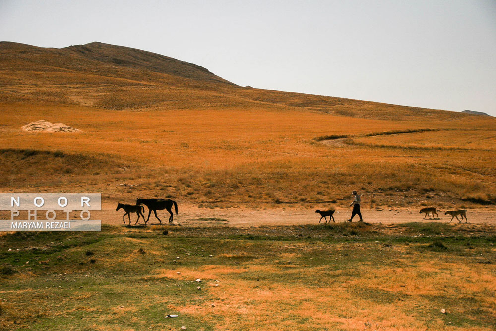 مزارع گندم شهرستان خدابنده زنجان