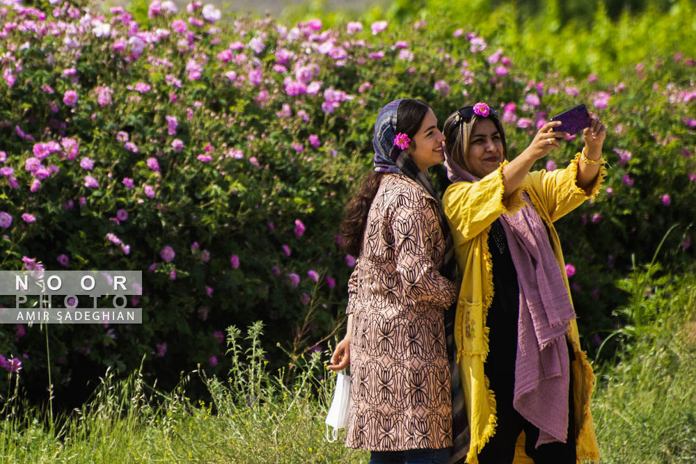 آغاز برداشت گل محمدی و نسترن از باغات میمند فارس